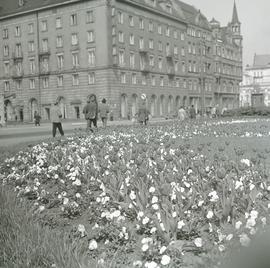 Kwiaty na Placu Tadeusza Kościuszki