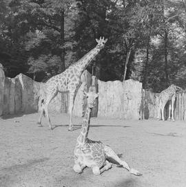 żyrafy we wrocławskim ZOO