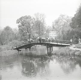 Drewniany mostek w Ogrodzie Botanicznym Uniwersytetu Wrocławskiego we Wrocławiu