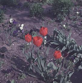 Tulipany