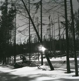 Karkonoski Park Narodowy