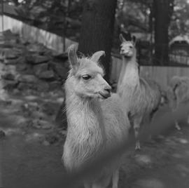 Lamy w ZOO